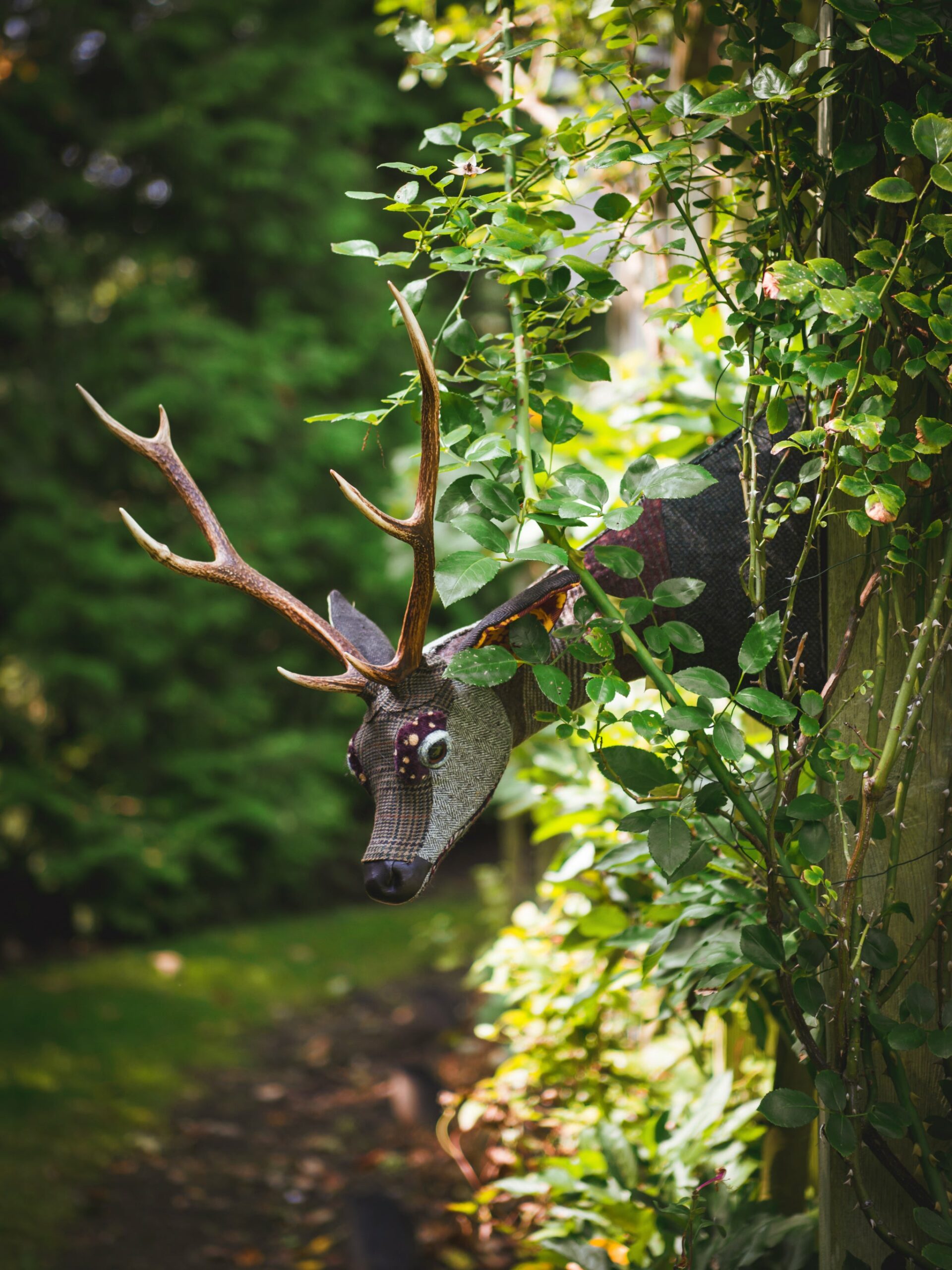 Carola van Dyke Deer Grazing Sika Deer