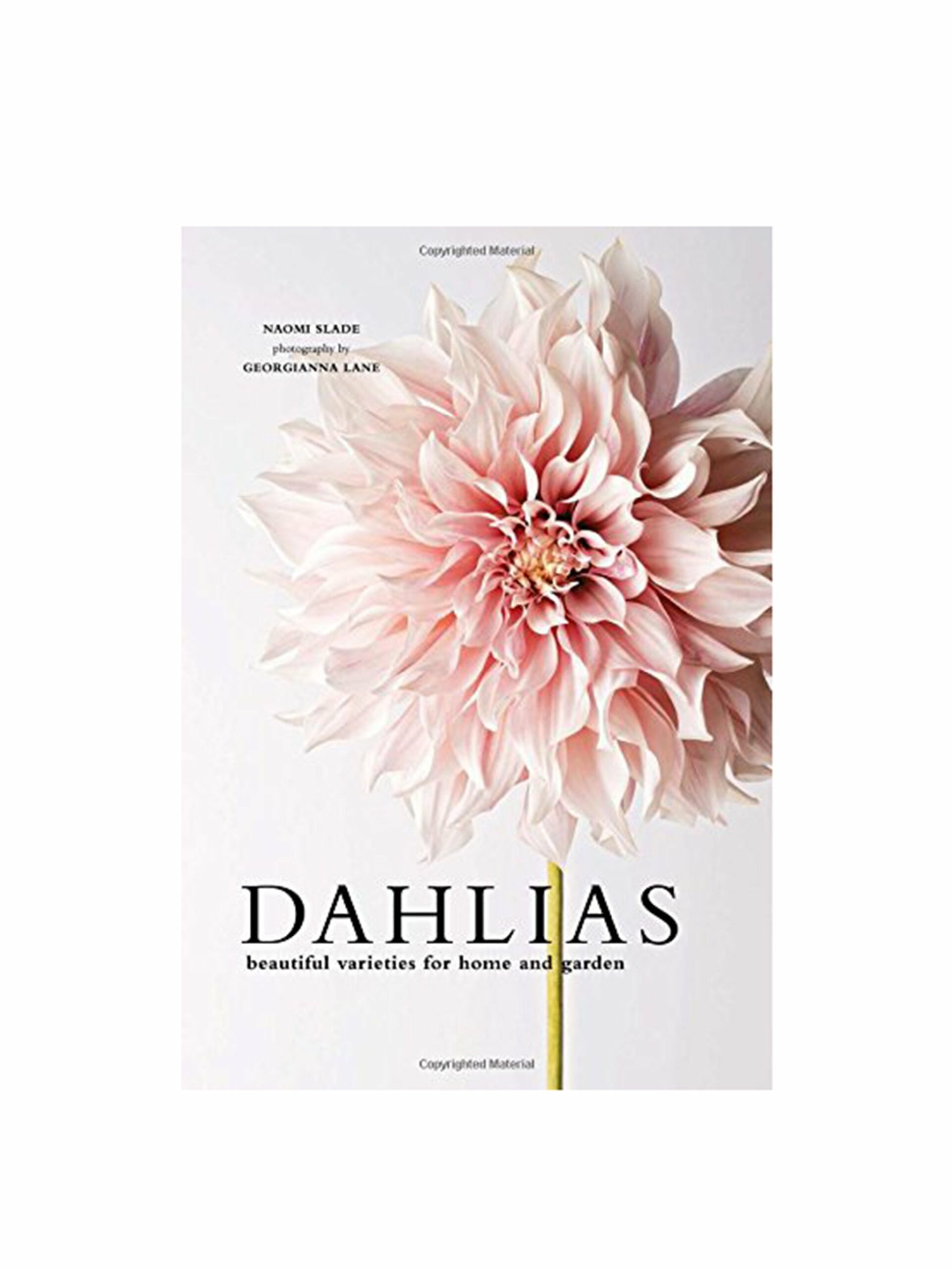 Dahlias