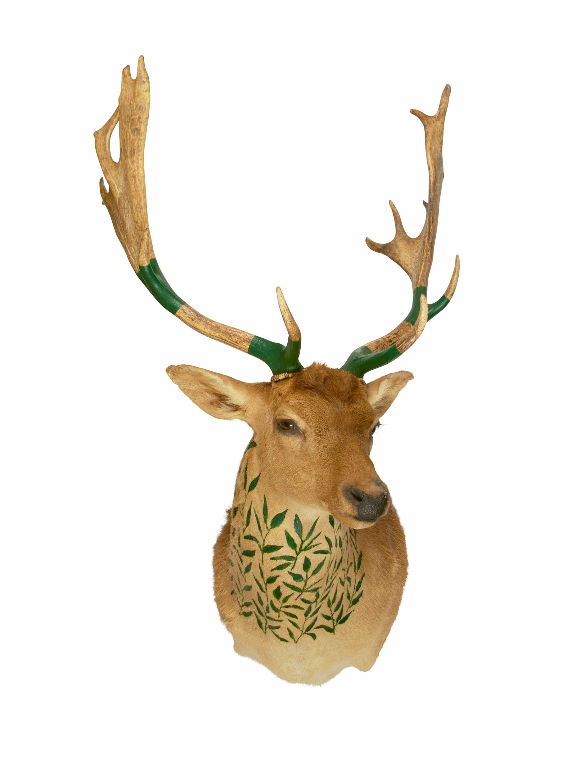 Hand Painted Fallow Deer Trophy