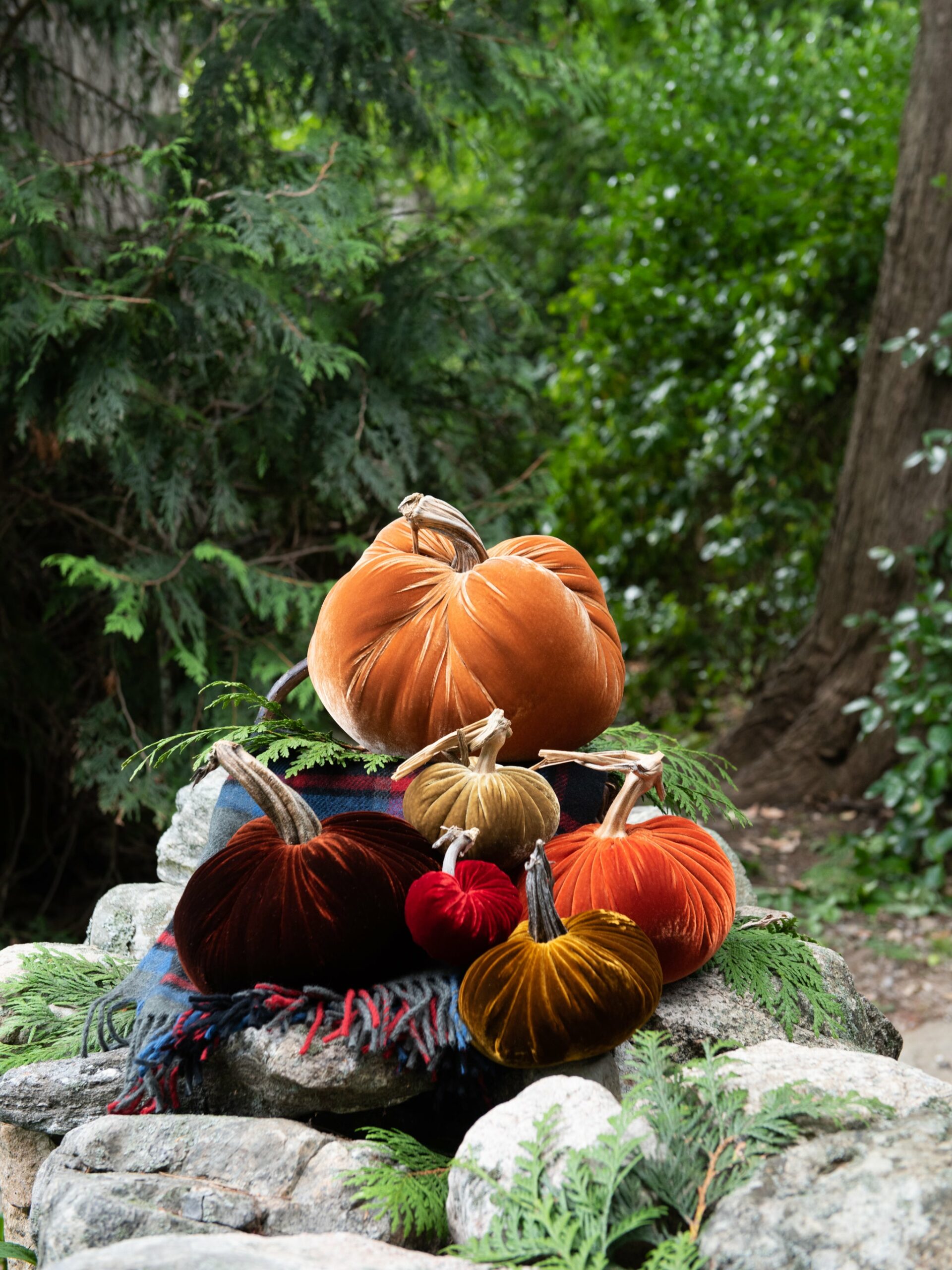 Velvet Pumpkin Collection